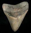 Sharp & Glossy Megalodon Tooth #4977-1
